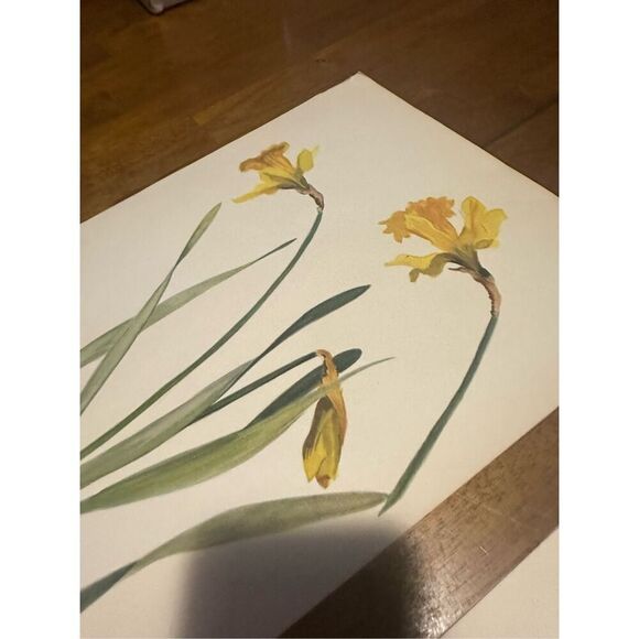 Flowers Drawn by Arlette Davids Text by Princess Bibesco prints Yellow 10x14” - Picture 6 of 9